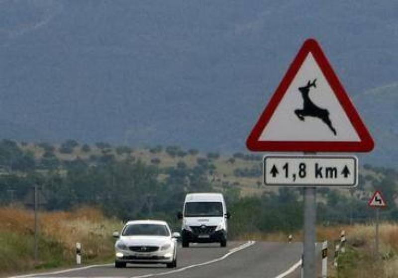 Los siniestros de tráfico con animales representan el 61% de la accidentalidad en las carreteras de Castilla y León