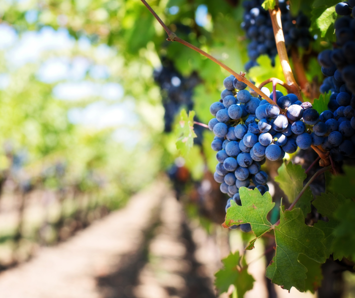 La Conferencia Sectorial de Agricultura aprueba la distribución de más de 4,8 millones de euros para programas vitivinícolas en La Rioja