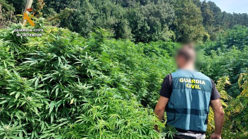 La Guardia Civil desmantela doce plantaciones de marihuana en Bizkaia