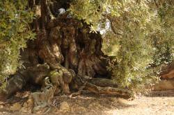El MARM invertirà 1.230.150 euros per a conservar i protegir els oliveres mil·lenaris i el seu oli en el territori de la Sénia
