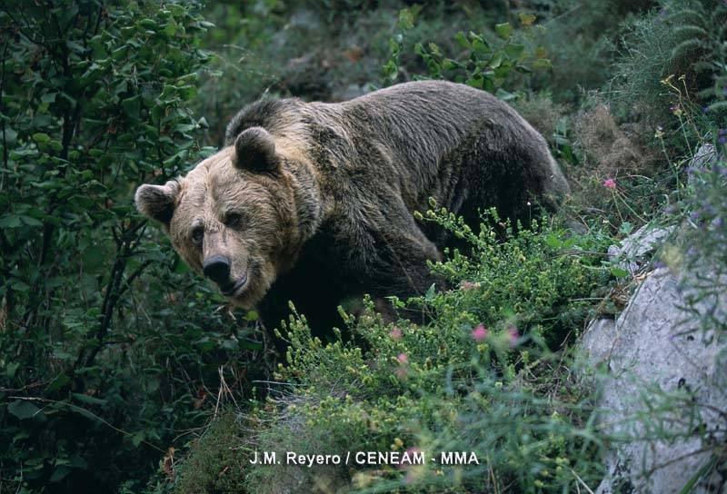 El MARM subvenciona un proyecto piloto para fomentar la conservación del oso pardo y su hábitat 