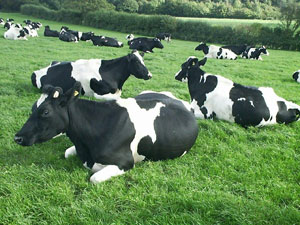 El Ministerio de Medio Ambiente, y Medio Rural y Marino devolverá 8,7 millones de euros a 11.700 ganaderos de vacuno de leche