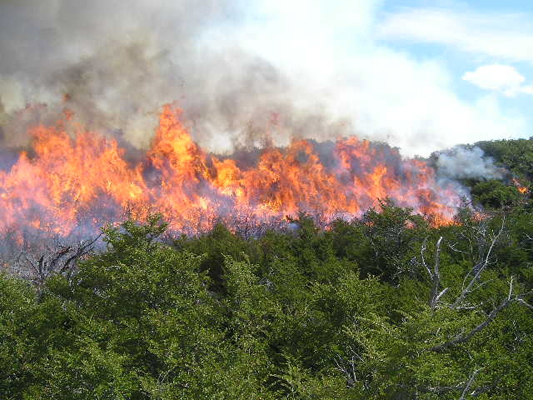 El Programa de prevención de incendios forestales permitirá intensificar la protección de los montes y garantizar su sostenibilidad 