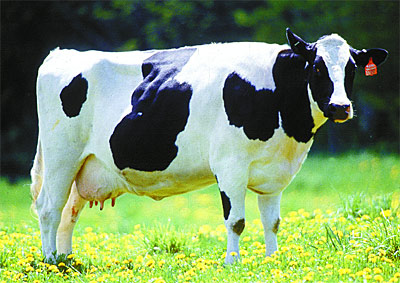 La Interprofesional Láctea avanza en la aplicación del contrato tipo de suministro de leche de vaca