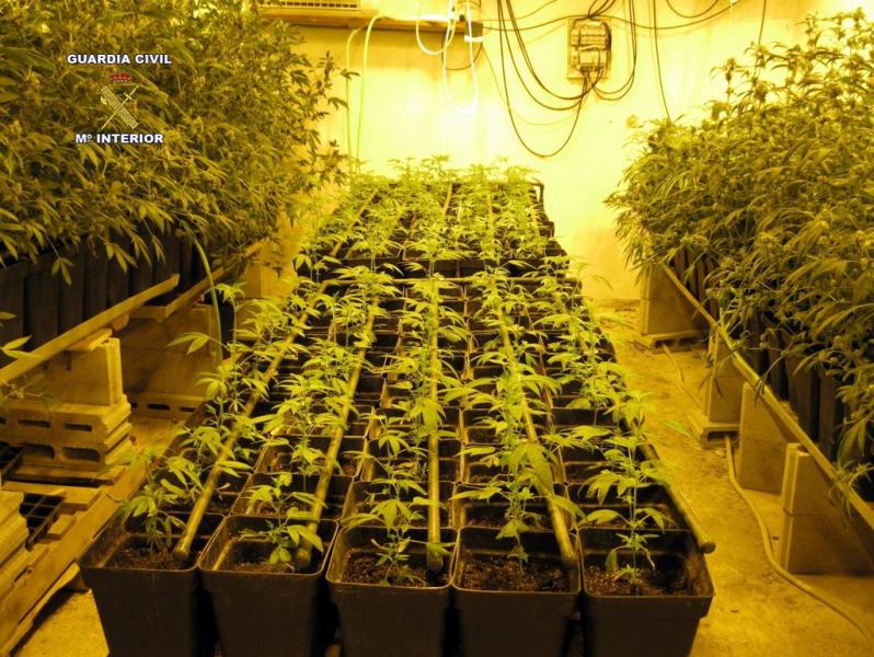Una de las habitaciones llena de plantas de marihuana