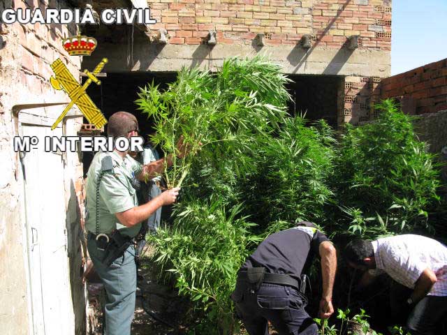Detenida por la Guardia Civil una persona en Pradejón, por cultivo de marihuana