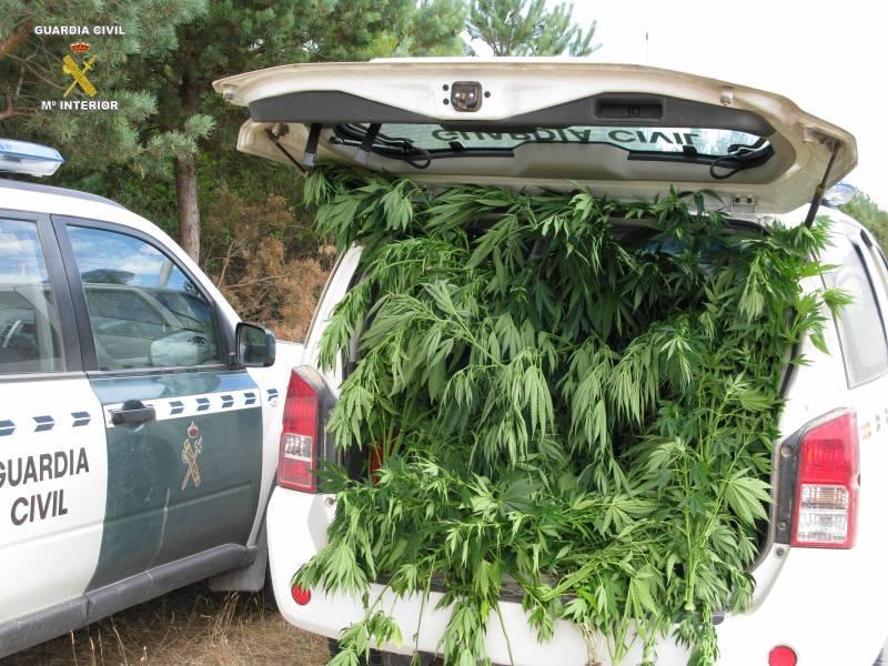 La Guardia Civil interviene 196 kilos de plantas de marihuana, en Munilla, Arnedo, Zarzosa y Préjano. 