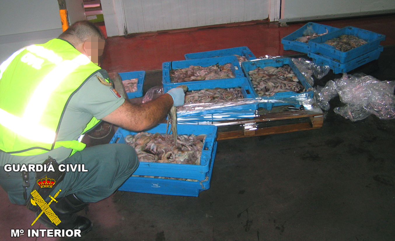 La Guardia Civil de Murcia decomisa más de 100 kilos de “pezqueñines” de pulpo y pescadilla