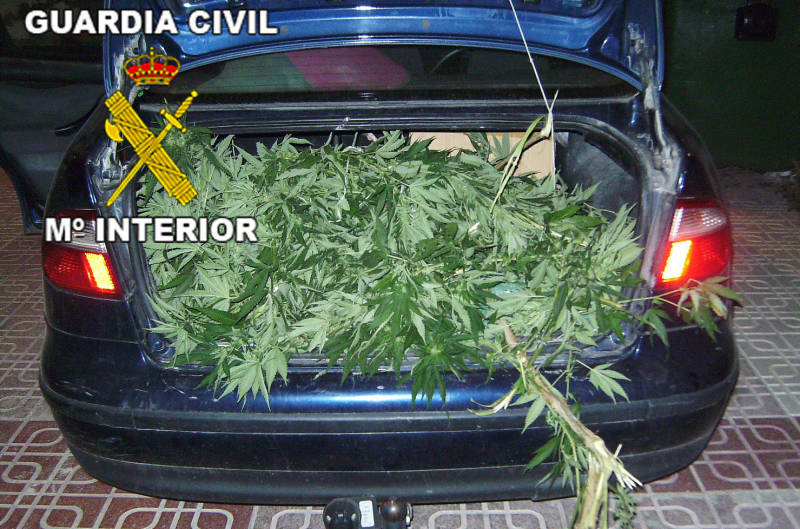La Guardia Civil detiene a tres personas cuando transportaban plantas de marihuana en el maletero de un vehículo