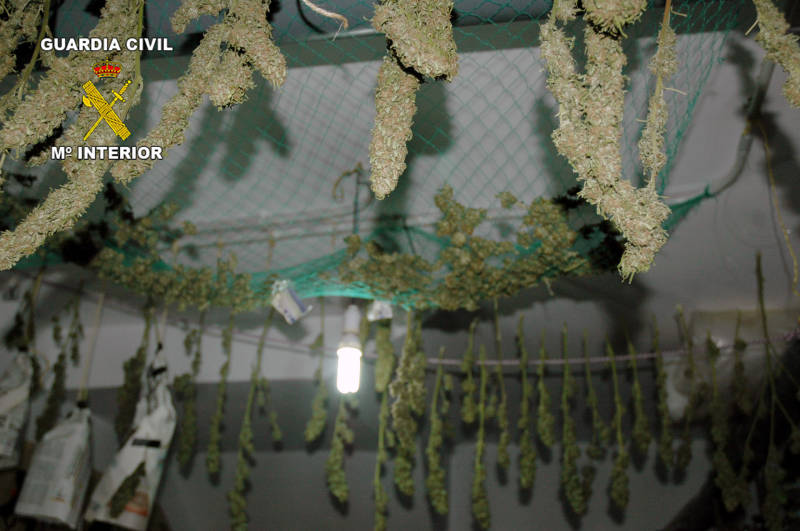 La Guardia Civil desmantela dos puntos de producción y distribución de marihuana en Archena y Pliego