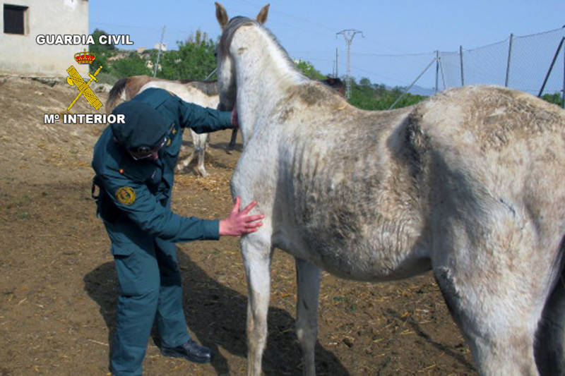 La Guardia Civil inmoviliza los animales de una explotación ganadera