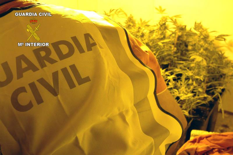 La Guardia Civil desmantela un punto de cultivo y distribución de marihuana en Alguazas