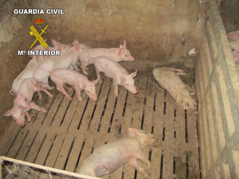 la Guardia civil inmoviliza 107 cerdos en una granja de Totana