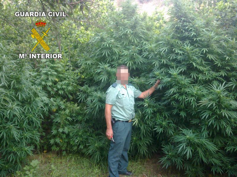 Desmantelada una importante plantación de marihuana 