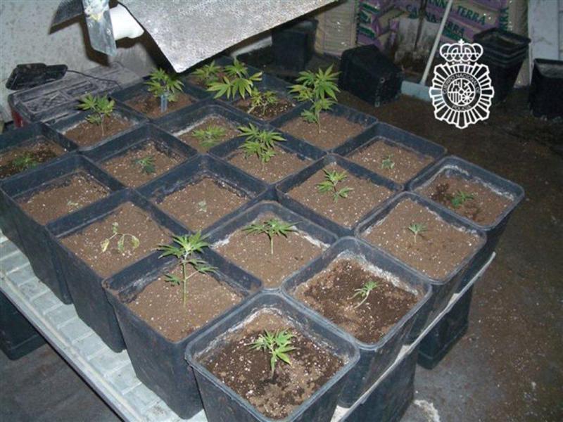 El Cuerpo Nacional de Policía detiene en Santurtzi a una persona que explotaba una plantación de marihuana en una lonja<br/><br/>