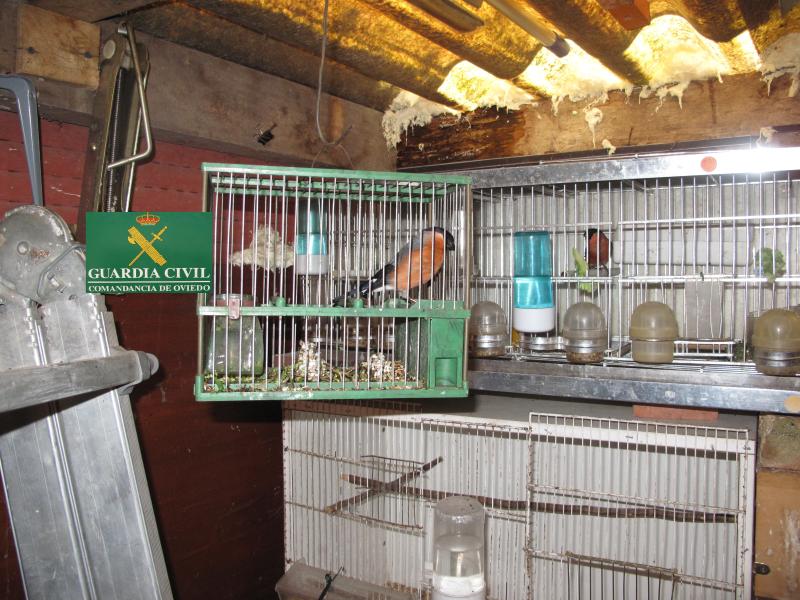 La Guardia Civil ha imputado a un furtivo por la tenencia y comercialización de pájaros protegidos a través de internet.