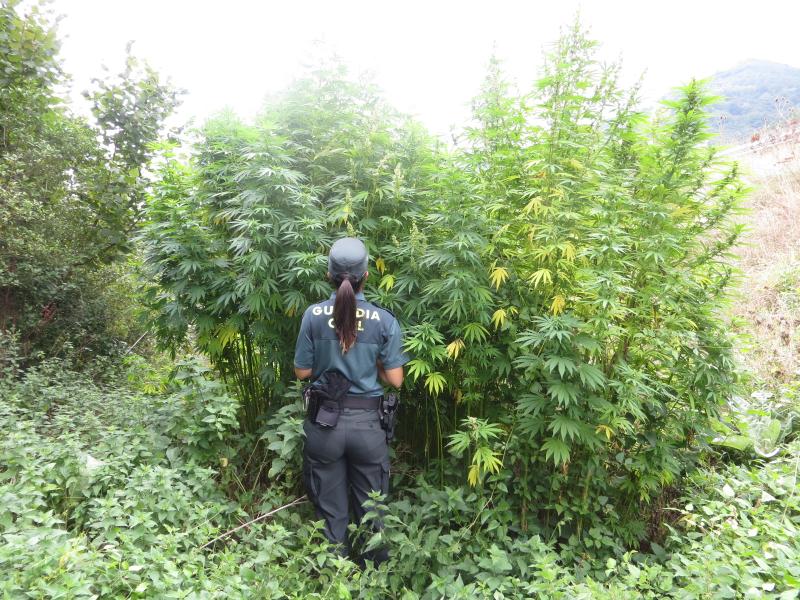 La Guardia Civil incauta más de 1000 plantas de cannabis en el municipio de  Aller.