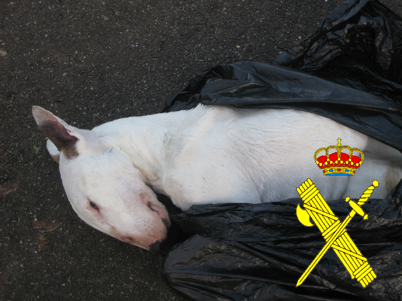 La Guardia Civil investiga a un hombre  en Oviedo por maltrato animal y hurto de un perro.