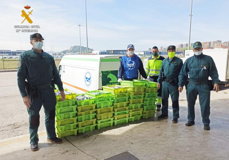 La Guardia Civil entrega al banco de alimentos de Cantabria más 500 kilos de pescado intervenido

