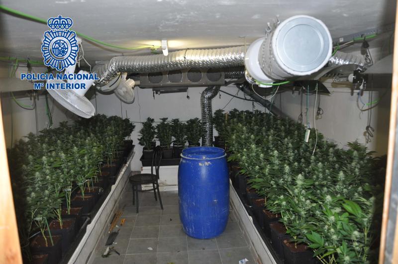 La Policía Nacional desmantela diez plantaciones de marihuana gestionadas por un clan familiar de narcotraficantes