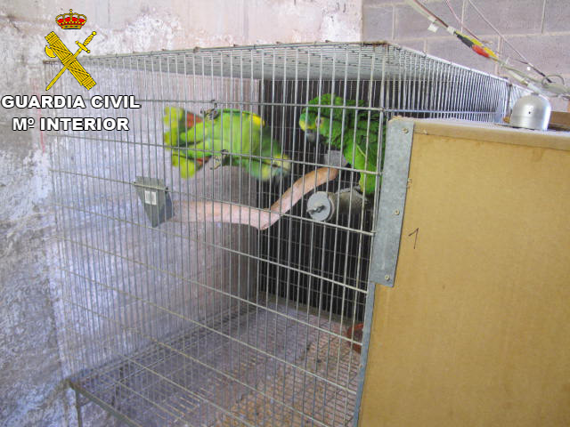 El SEPRONA de la Guardia Civil localiza un criadero ilegal de aves exóticas protegidas por el Convenio Internacional CITES