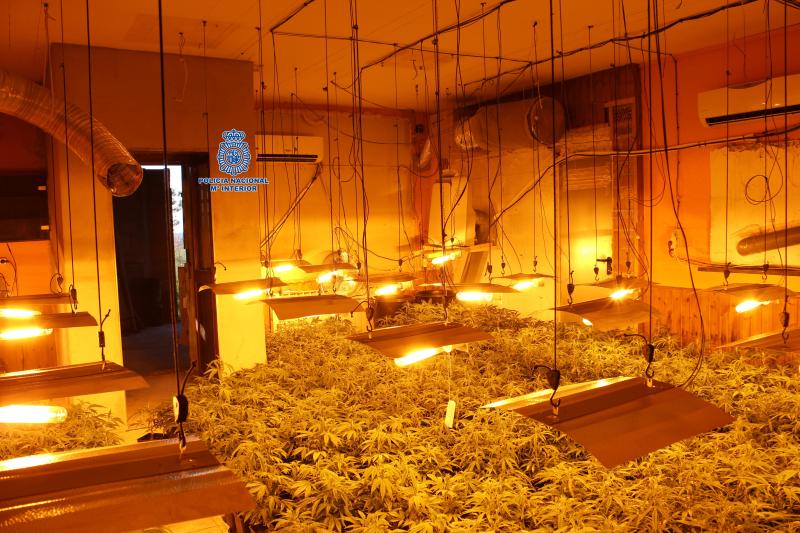 La Policía Nacional confisca 3.350 plantas de marihuana en una  urbanización residencial de Maçanet de la Selva