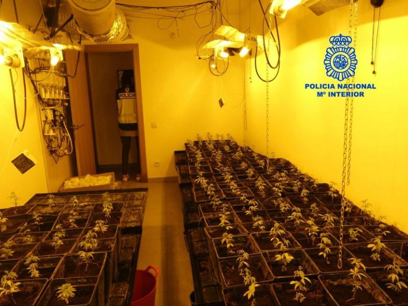 La Policía Nacional desmantela una plantación  de marihuana en una kasa okupada de La Torre de Claramunt (Barcelona)