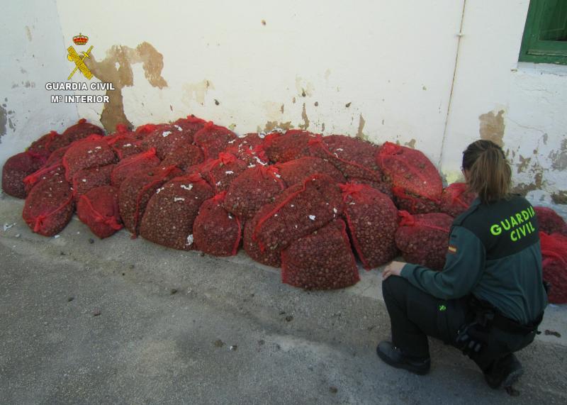 La Guardia Civil intercepta una furgoneta mixta con más de 800 kilos de caracoles silvestres