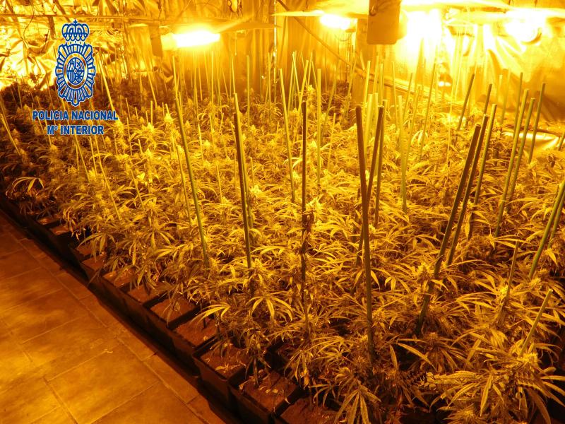 La Policía Nacional desmantela en Piera cuatro plantaciones de marihuana con 1.700 plantas y 11 kilos de cogollos aprehendidos