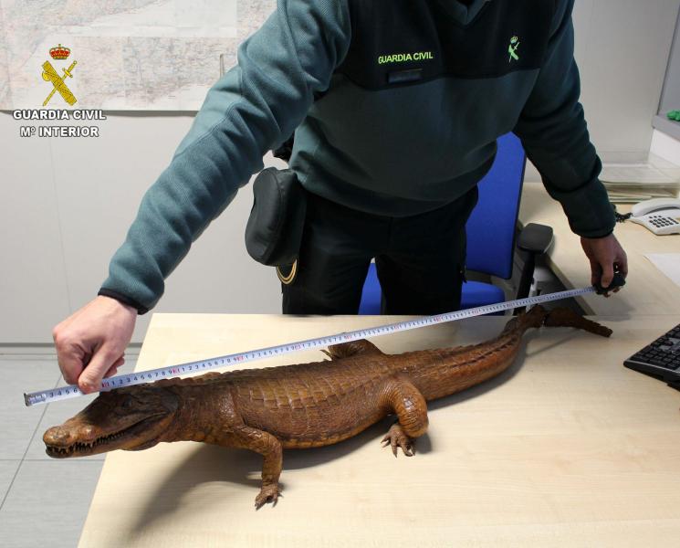 La Guardia Civil interviene un cocodrilo naturalizado que se encontraba a la venta en Internet