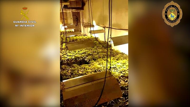 Desmantelada una plantación de cultivo ‘indoor’ de marihuana de grandes dimensiones en Canovelles (Barcelona)