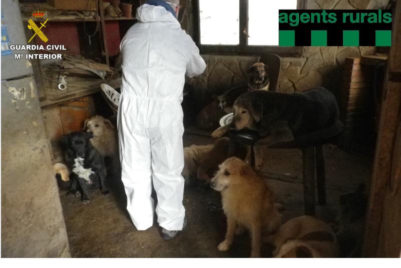 Decomisados en una vivienda de Pontons (Barcelona) 39 perros por malas condiciones higiénico sanitarias