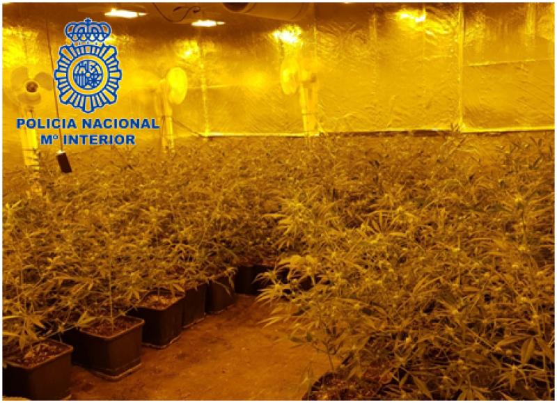 La Policía Nacional desarticula una organización serbio-bosnia dedicada al tráfico internacional de hachís y marihuana, que contaba con cinco plantaciones en Cataluña