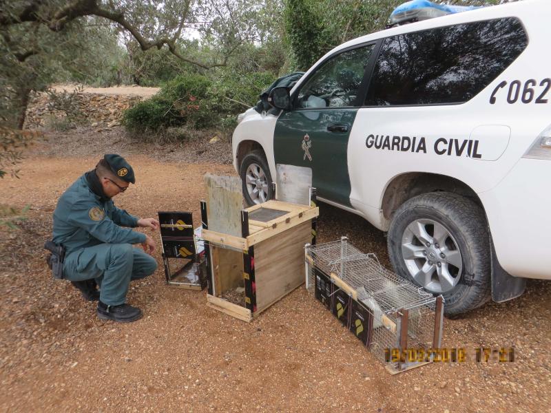 La Guardia Civil denuncia a dos furtivos por utilizar trampas-jaula ilegales para capturar conejos