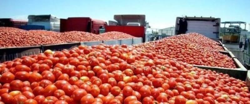 Las campañas de concienciación sobre el transporte de tomate están mejorando la seguridad.