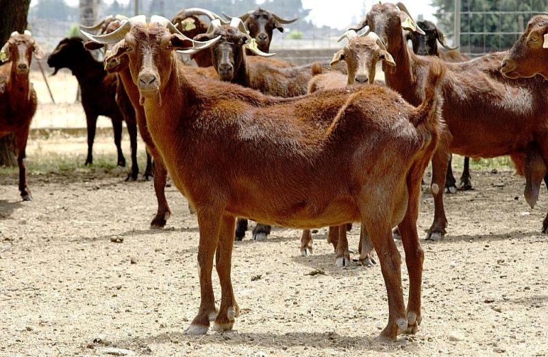 La cabra retinta extremeña ya puede utilizar el logotipo de "Raza autóctona" del Ministerio de Agricultura y Pesca, Alimentación y Medio Ambiente