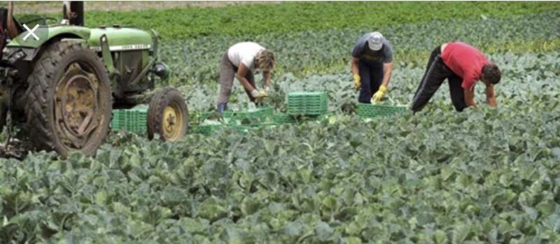 Trabajadores agrarios