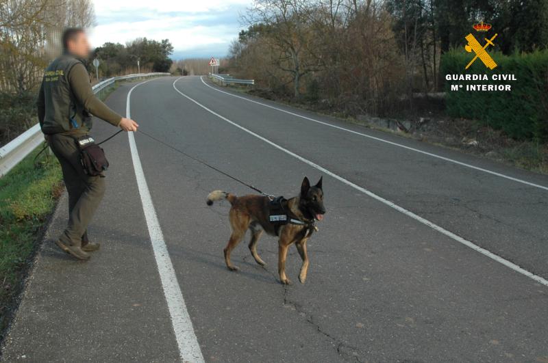 Imagen de Tietar, el perro adiestrado por Guardia Civil para detectar cebos envenenados.