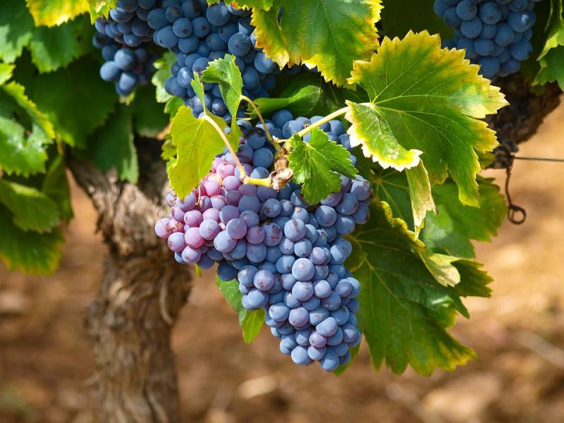 El Ministerio de Agricultura, Pesca y Alimentación reconoce 84 viñedos singulares dentro de la Denominación de Origen Calificada Rioja. 