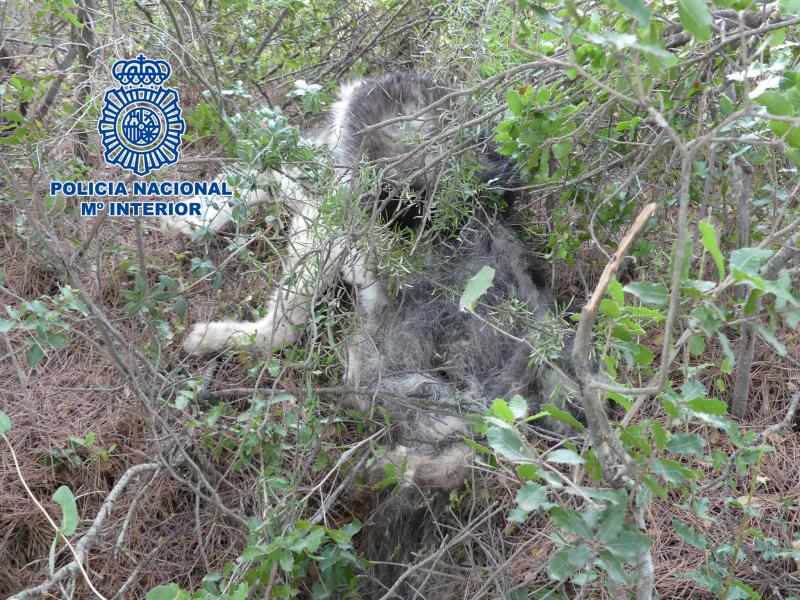 La Policía Nacional esclarece un Delito de Maltrato animal realizado por tres varones