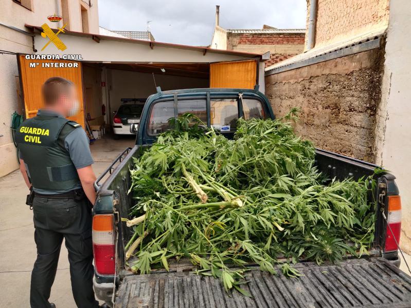 La Guardia Civil interviene plantas de marihuana en el interior de una finca de Alcanadre