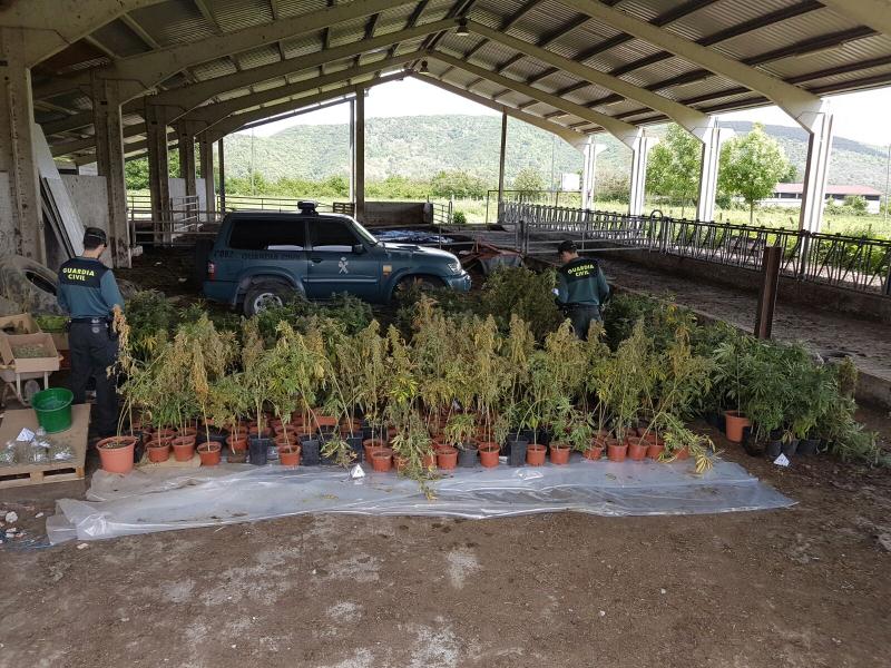 La Guardia Civil desmantela un invernadero dedicado al cultivo de marihuana oculto en una explotación agrícola 