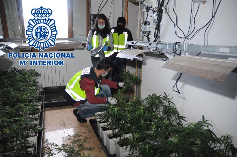 La Policía Nacional desmantela tres plantaciones de marihuana indoor en las localidades cántabras de Cicero y Treto 
