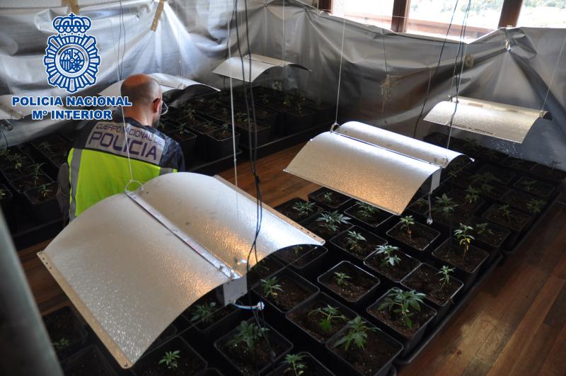 La Policía Nacional desmantela una plantación de marihuana indoor en la localidad cántabra de Laredo