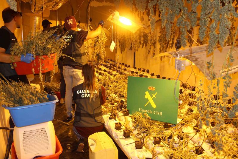 Intervenidas por la Guardia Civil más de 1.700 plantas de marihuana en el interior de un local industrial en Irún