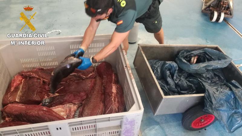 La Guardia Civil interviene 122 kilos de atún rojo capturado ilegalmente